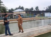 BBI Pariaman Pasarkan 1,6 Ton Indukan Lele Mutiara ke Sejumlah Daerah di Sumatera