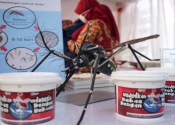 Kemenkes: Penggunaan Wolbachia Aman untuk Jangka Panjang