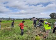 410,8 Ha Lahan Padi di Agam Diserang Hama-Tikus, Ini Sebarannya