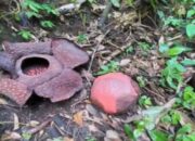 Lima Bunga Rafflesia Arnoldii di Agam Ini bakal Mekar Bersamaan
