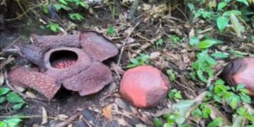 Lima Bunga Rafflesia Arnoldii di Agam Ini bakal Mekar Bersamaan