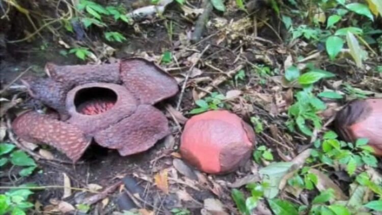 Lima Bunga Rafflesia Arnoldii di Agam Ini bakal Mekar Bersamaan 1 Knop bunga rafflesia yang bakal mekar di Batang Palupuh, Kecamatan Palupuh, Kabupaten Agam. Dok Joni Hartono