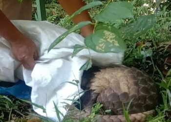 Warga Agam Serahkan Seekor Trenggiling ke BKSDA Sumbar