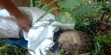 Warga Agam Serahkan Seekor Trenggiling ke BKSDA Sumbar