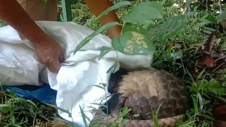 Ilustrasi trenggiling. Dok BKSDA Sumbar