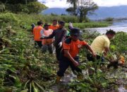 Kurangi Pencemaran, Pemkab Agam Bersihkan Danau Maninjau dari Eceng Gondok