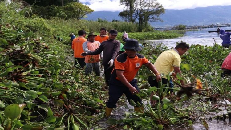 Gotong royong membersihkan enceng gondok di Danau Maninjau. Dok Diskominfo Agam