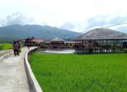 Tingkatkan Produksi Beras, Pemko Solok Intensifikasi Lahan Sawah