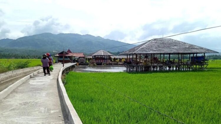 Objek wisata Sawah Solok, Sumatera Barat yang menjadi salah satu tempat tujuan berlibur sejumlah wisatawan ke daerah itu (ANTARA/Laila Syafarud)