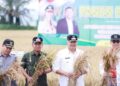 Terdampak El Nino, Pemko Solok Lakukan Panen Raya Padi