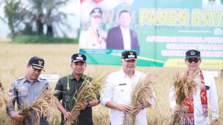 Wali Kota Solok Zul Elfian Umar saat menggelar panen raya padi cegah dampak El Nino di Kota Solok, Sumatera Barat (ANTARA/HO-Diskominfo Solok)