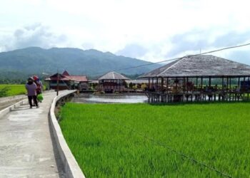 Dukung Ketahanan Pangan, Pemko Solok Tingkatkan Produksi Padi