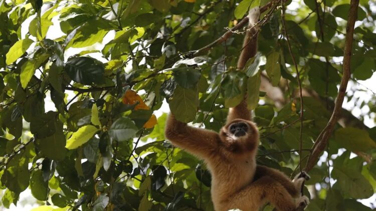 Seekor owa ungko menggelantung di pohon. (ANTARA FOTO/Irwansyah Putra/aww)