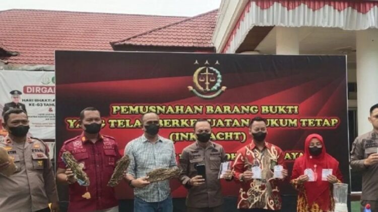 Kajari Dharmasraya Dodik Hermawan (tengah) melihatkan barang bukti yang akan dimusnahkan, di Halaman Kantor Kejari Dharmasraya, Kamis (23/11/2023). (Antara/Ilka Jensen)