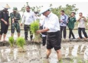 Mentan Sebut Program Food Estate Perlu Dilanjutkan, Harus Dikelola secara Modern