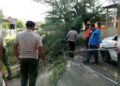 Pohon Tumbang di Padang Timpa Kabel Listrik dan Jaringan Nirkabel 5 Pohon Tumbang di Padang Timpa Kabel Listrik dan Jaringan Nirkabel
