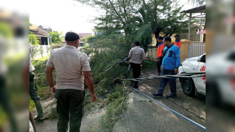 Pohon tumbang di dua kawasan Kota Padang pada Rabu (8/11/2023) pagi. (Foto: Dok. Pusdalops PB)