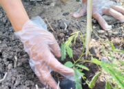 Wujudkan Nol Emisi Karbon, Pemprov Sumbar Targetkan Tanam 20 Juta Kaliandra Lima Tahun