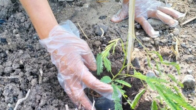 Wujudkan Nol Emisi Karbon, Pemprov Sumbar Targetkan Tanam 20 Juta Kaliandra Lima Tahun 1 Seorang karyawan PT Semen Padang menanam kaliandra merah dalam rangka mengimplementasikan net zero emissions di Padang, Selasa, (28/11/2023).