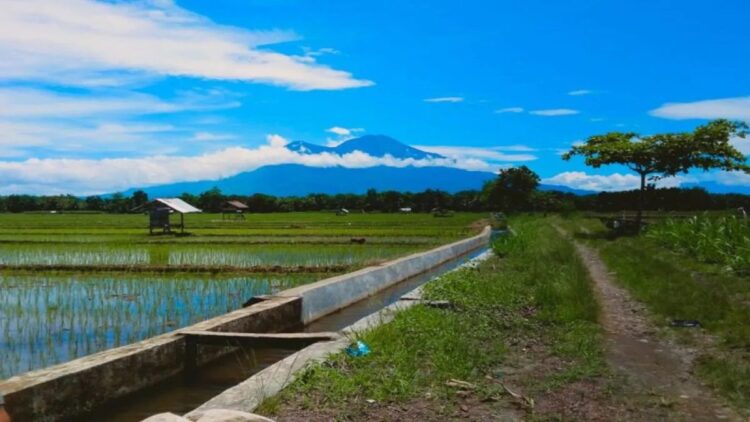 Salah satu lahan sawah petani di Kecamatan Kinali, Kabupaten Pasaman Barat. Antara/Altas Maulana.