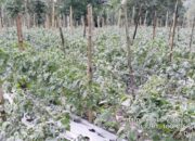 Data Lahan Pertanian Terdampak Erupsi Marapi, Pemkab Agam Terjunkan Penyuluh