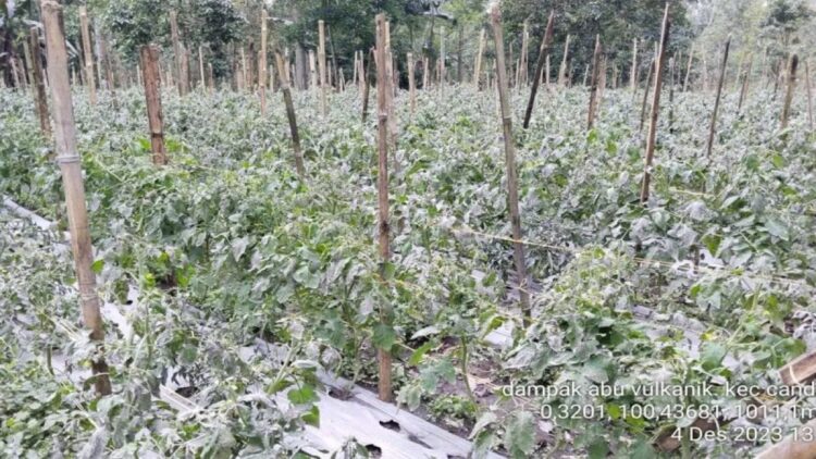 Kondisi sayur-sayuran terkena abu vulkanik di Kecamatan Canduang, Selasa (4/12). Dok Dinas Pertanian Agam