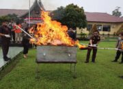 Jadi Barang Bukti Tindak Kejahatan, 11 Kg lebih Ganja Dimusnahkan Polres Pasbar