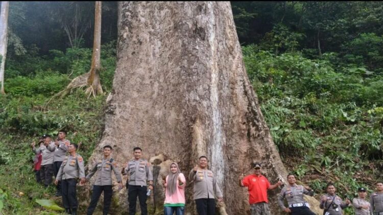 Sejumlah pengunjung berada di destinasi pohon besar di Kabupaten Agam. Dok Antara/Yusrizal