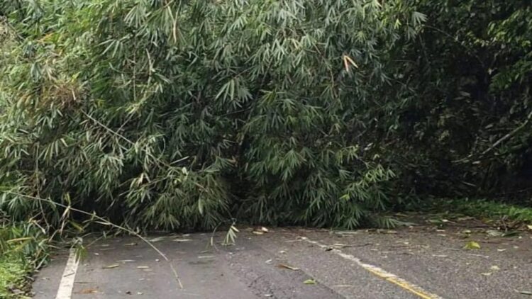 Pohon tumbang tutup ruas jalan di Agam. Dok BPBD Agam