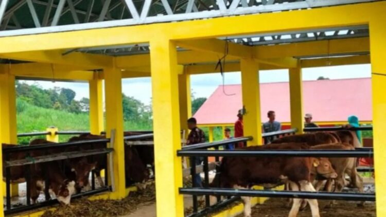 Petugas Dinas Pertanian, Ketahanan Pangan dan Perikanan Solok Selatan meninjau lokasi pembibitan sapi unggul di BBI Golden Arm.Antara/Erik