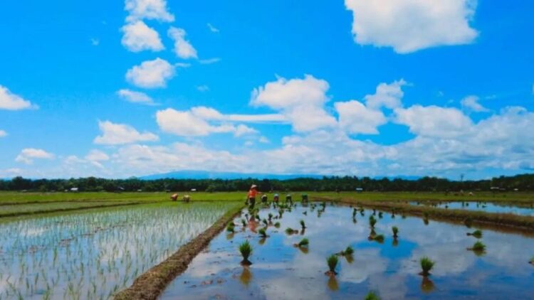Salah satu lahan sawah petani di Kecamatan Kinali Kabupaten Pasaman Barat yang melakukan tanam kembali usai panen. Antara/Altas Maulana.