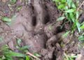 Jejak kaki harimau sumatera yang diduga memangsa ternak warga. (Foto: Dok Kecamatan Palembayan)