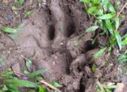 Kerbau Milik Warga Palembayan Agam Tewas Dimangsa Harimau