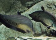 Temukan Ikan yang Punah di Pulau Jawa, Perjelas Sebaran Belida Indonesia