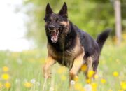 Sepanjang Tahun 2023, Ada 22 Orang Digigit Anjing Gila di Padang