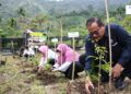 Pengembangan Kopi Robusta Bantjah, Pemprov Sumbar Apresiasi Semen Padang 3 Penanaman bibit Kopi Bantjah. (istimewa)