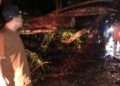 Pohon tumbang di Bukit Lampu, Kecamatan Lubuk Begalung pada Jumat malam. (dok. istimewa)