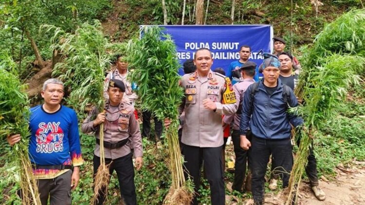 Temuan ladang ganja di Madina, Provinsi Sumut. (dok. istimewa)