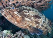 Pasaman Barat Usulkan Pengembangan Budi Daya Ikan Kerapu ke DKP Sumbar