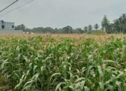 Pemkab Pasaman Barat Genjot Produksi Jagung, Targetkan Tambah 2.000 Hektare Lahan Tanam di 2025