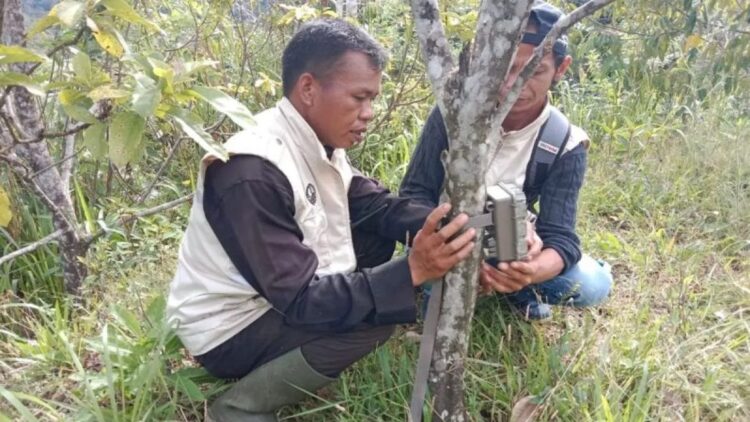 Tim PAGARI Pasia Laweh Agam sedang memasang kamera trap. Dok Antara/Yusrizal