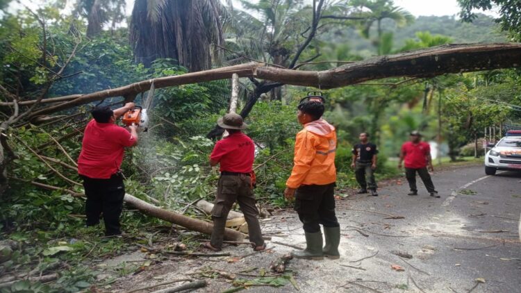 Berpotensi Hujan Ekstrem hingga Besok, BPBD Padang Imbau Warga Waspada 1 BPBD memotong pohon yang tumbang di Padang. (Foto: Dok. Diskominfo Padang)