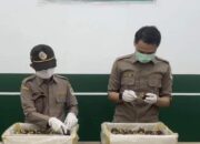 Usai Diperiksa BKHIT Sumbar, Manggis Payakumbuh Dinyatakan Aman Diekspor