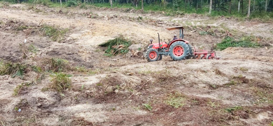 Kebun plasma PTPN IV Regional 4 yang bermitra dengan rakyat di kawasan Sungai Bahar, Kabupaten Muaro Jambi, Provinsi Jambi. (Foto: Dok. PTPN)