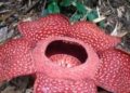 Lima Bunga Rafflesia Mekar di Agam Ramai Dikunjungi Wisatawan