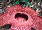 Lima Bunga Rafflesia Mekar di Agam Ramai Dikunjungi Wisatawan