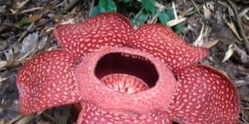 Libur Idul Fitri, Rafflesia Arnoldii dan Bunga Bangkai Tumbuh Sehamparan di Agam 8 Lima Bunga Rafflesia Mekar di Agam Ramai Dikunjungi Wisatawan