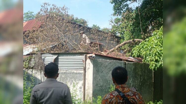 Pohon tumbang menimpa rumah warga di RT 04 RW 04 Kelurahan Ranah Parak Rumbio, Kecamatan Padang Selatan, Kota Padang. (Foto: Dok. infopublik)