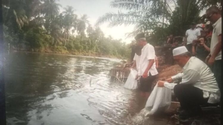 Bupati Pasaman Barat Hamsuardi didampingi Kepala Dinas Perikanan Zulfi Agus saat melakukan penebaran bibit ikan di Pokmaswas Muda Karya Lombok Ujung Gading, Kecamatan Lembah Melintang, Jumat (26/1/2024).
