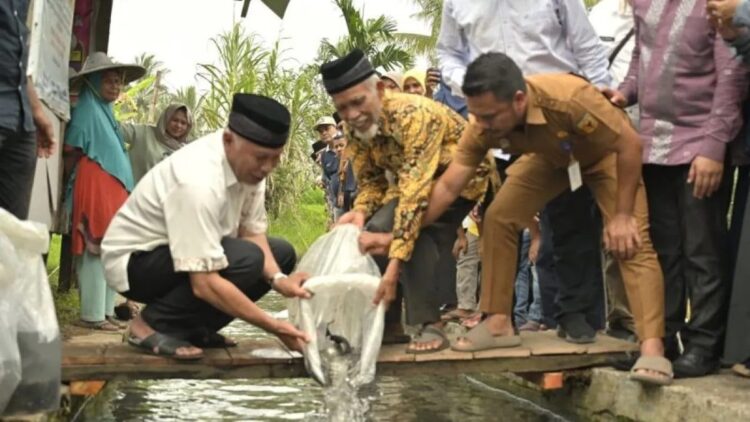 Gubernur Sumbar, Mahyeldi saat ikut menyebar bibit ikan bantuan bagi kelompok masyarakat di Tanah Datar. (ANTARA/HO-Biro Adpim Sumbar)